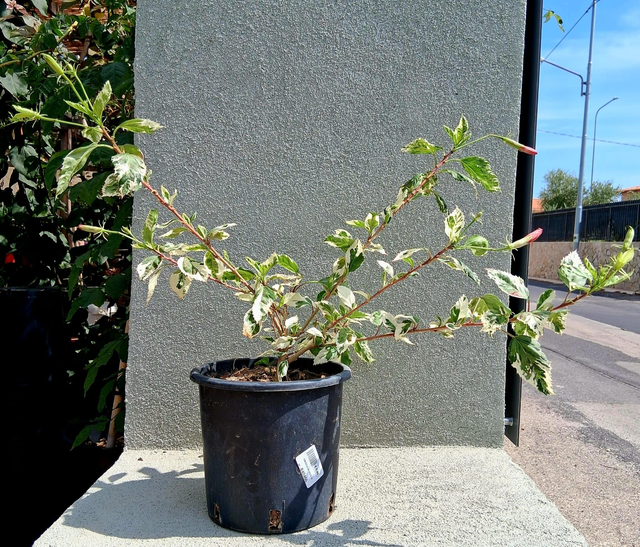 HY08 . Hybiscus rosa-sinensis “Variegata”