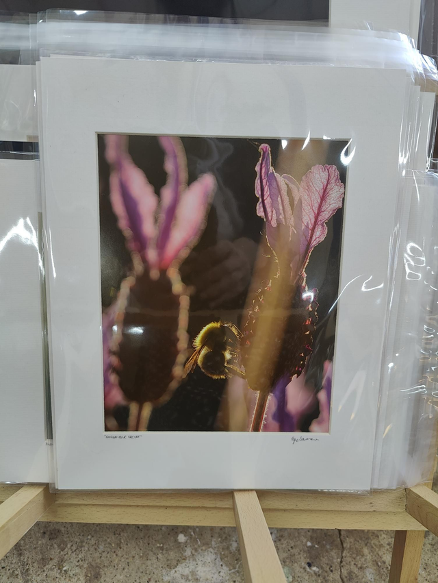 14x11 Print (mounted) 