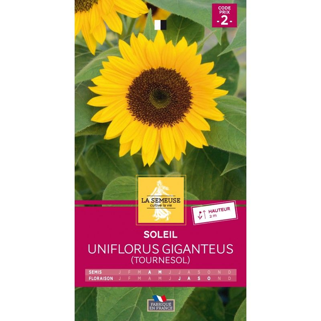 SOLEIL UNIFLORUS GIGANTEUS (tournesol)
