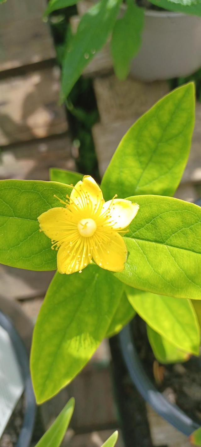 St John's Wort