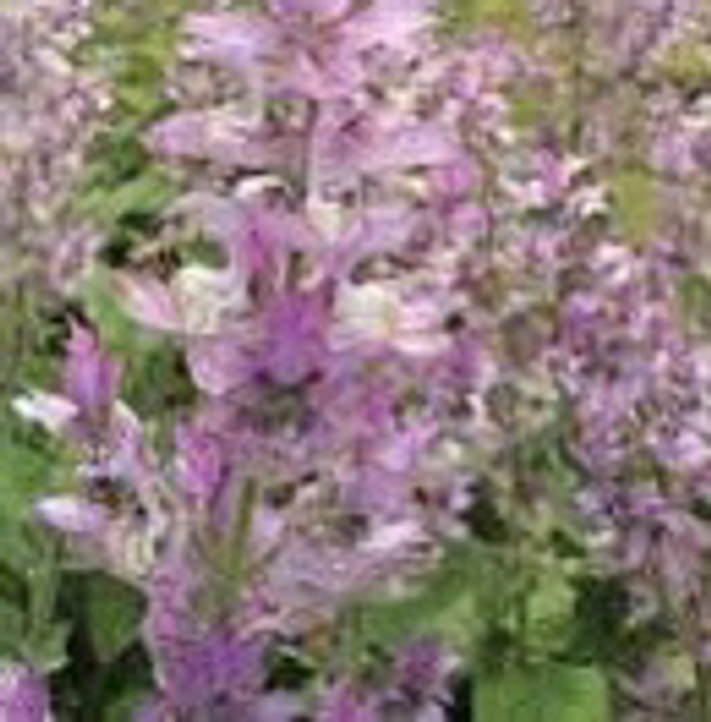 Sauge sclarée AB - Salvia sclarea Lavandulifolia