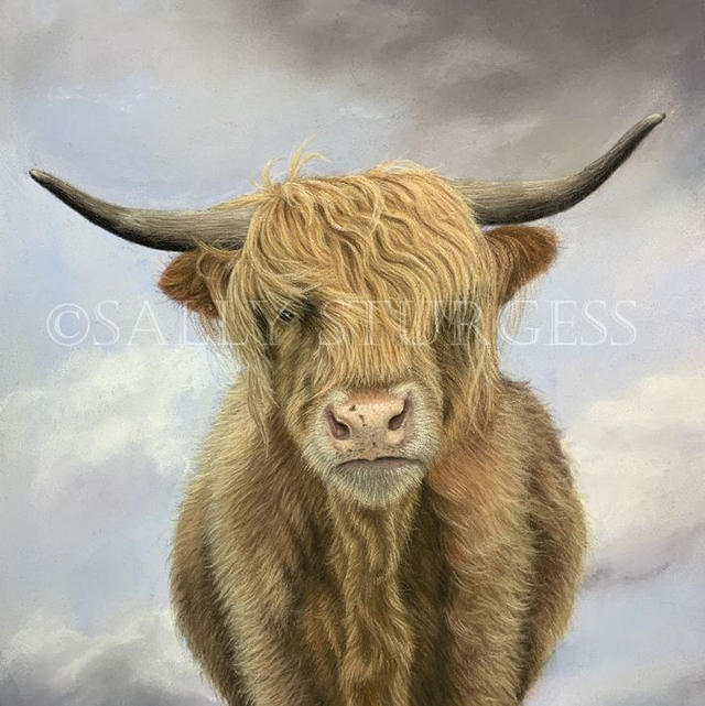"Highland Cow" 8x8" Original Pastel Painting Artwork