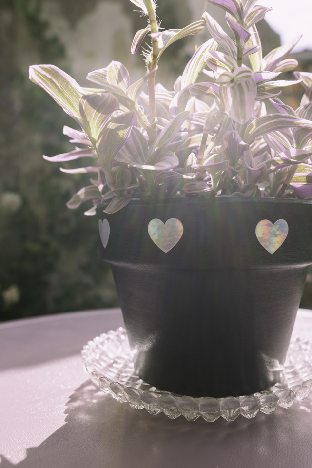 Cosmic Goth 🖤 Pot + Plante + Soucoupe