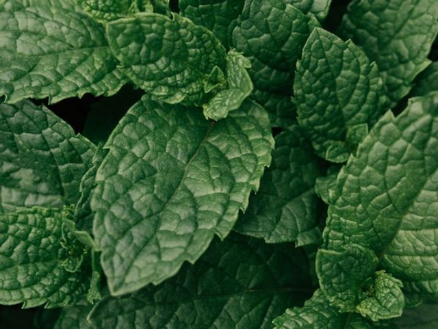 Fraîcheur poivrée - Réveil des sens et du corps