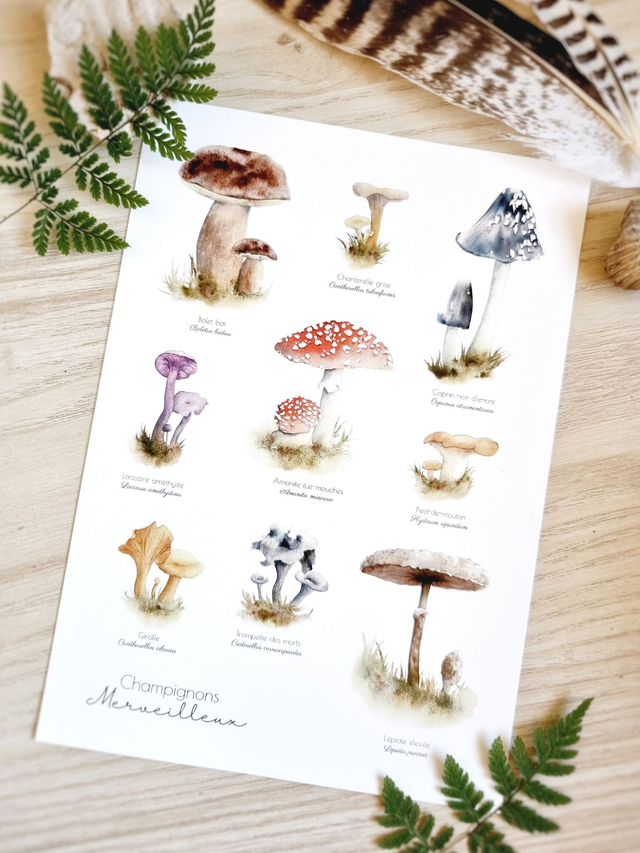 Affiche "Champignons Merveilleux"