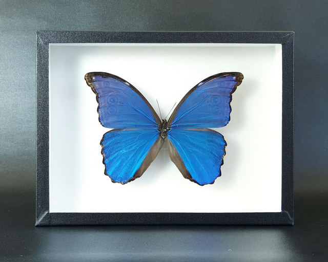 Morpho didius (A-)