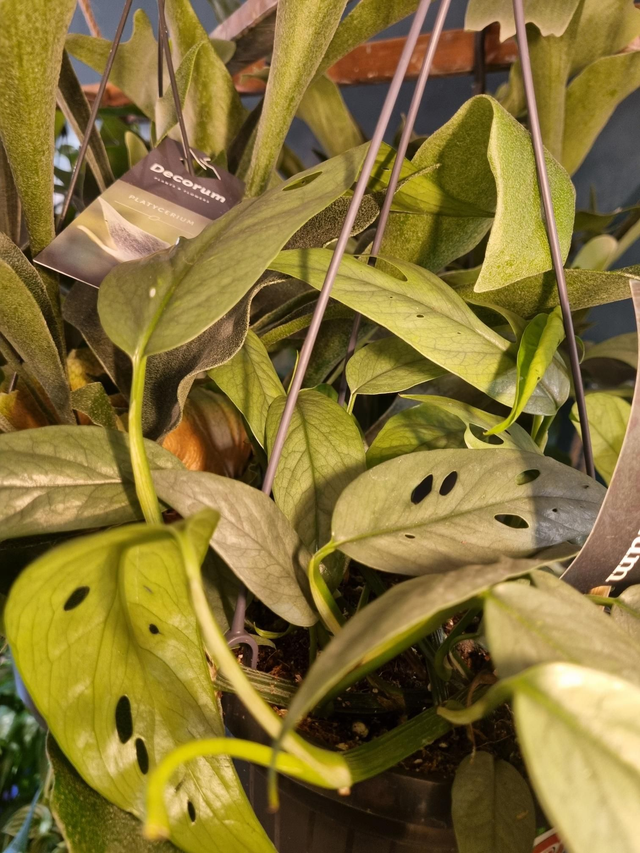 Pothos cebu blue (devil's ivy)