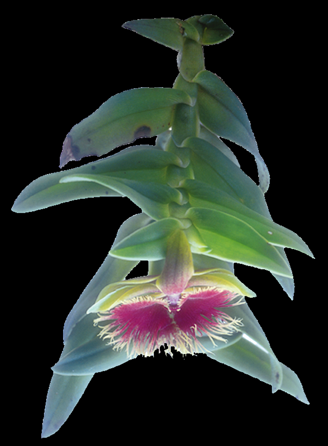 Core of Being Essence