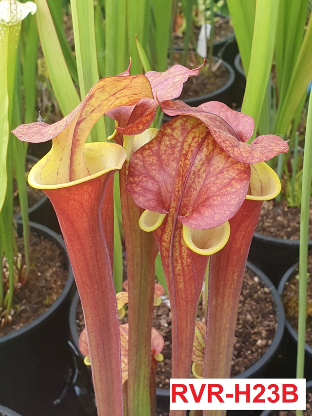Sarracenia flava var. atropurpurea &#039;Waccamaw&#039; x self, Clone B