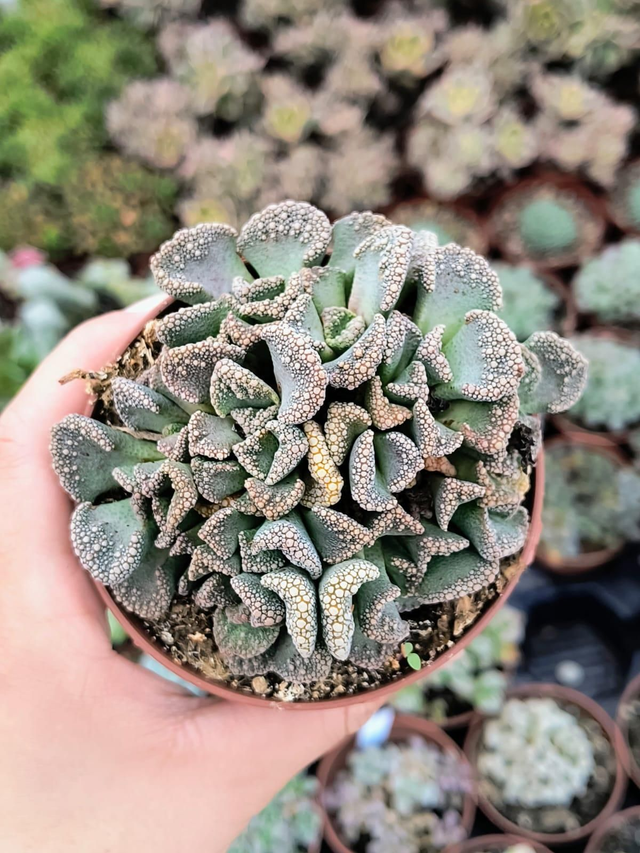 Titanopsis calcarea