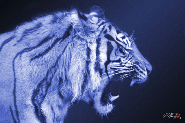 21*30 Tigre