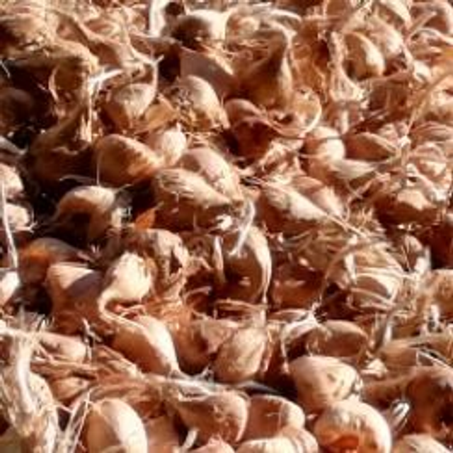 25 bulbes calibre 11/+