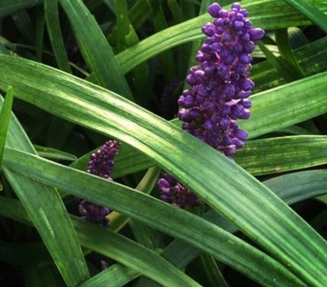 Liriope muscari 'Purple Passion' P9