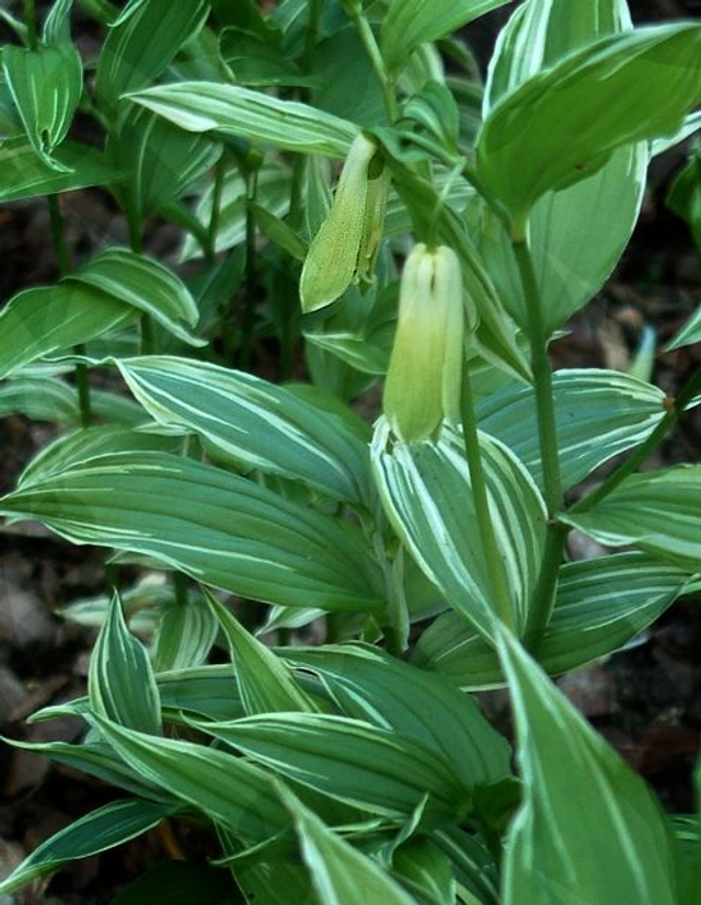 Disporum sessile 'Variagatum' P9 (0.5 litre)