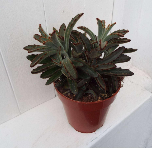 Kalanchoe tomentosa