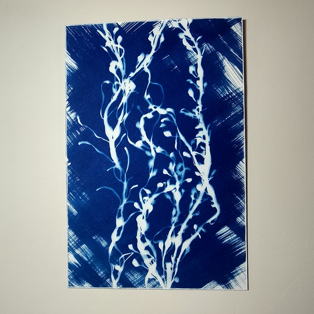 Cyanotype Haricots d'Ouessant