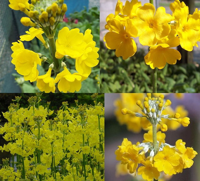 4 X plants of Primula prolifera Glory of the bog primrose