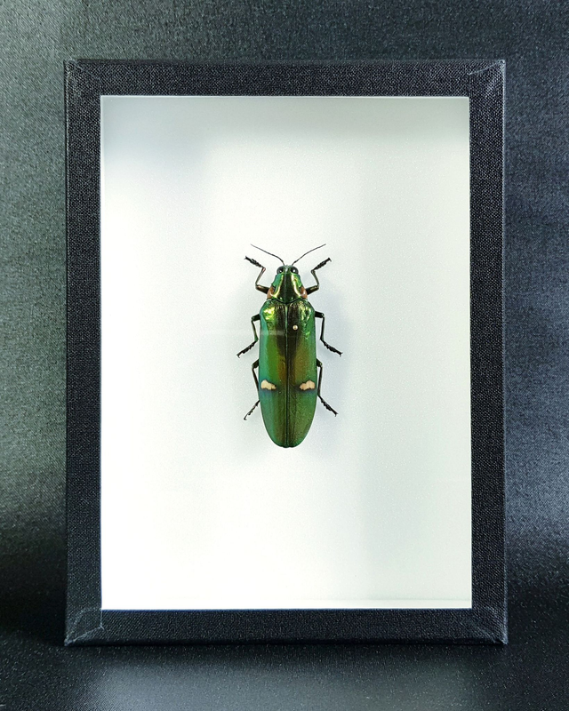 Megaloxantha bicolor