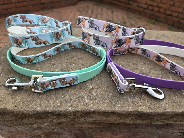 Agility Cocker Spaniel biothane collars &amp; leads
