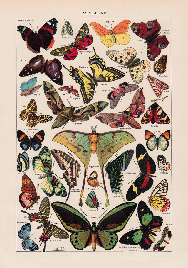 Papillons Chart Larousse