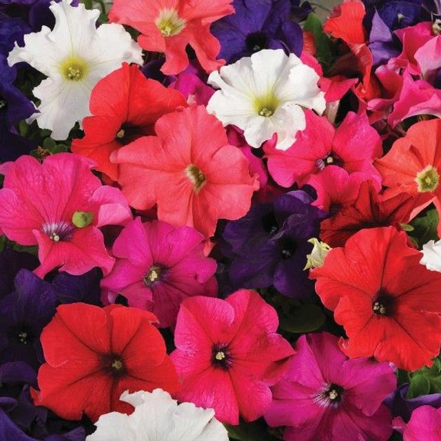Petunia - Frenzy Mixed: 6 Plants (Ref: T)