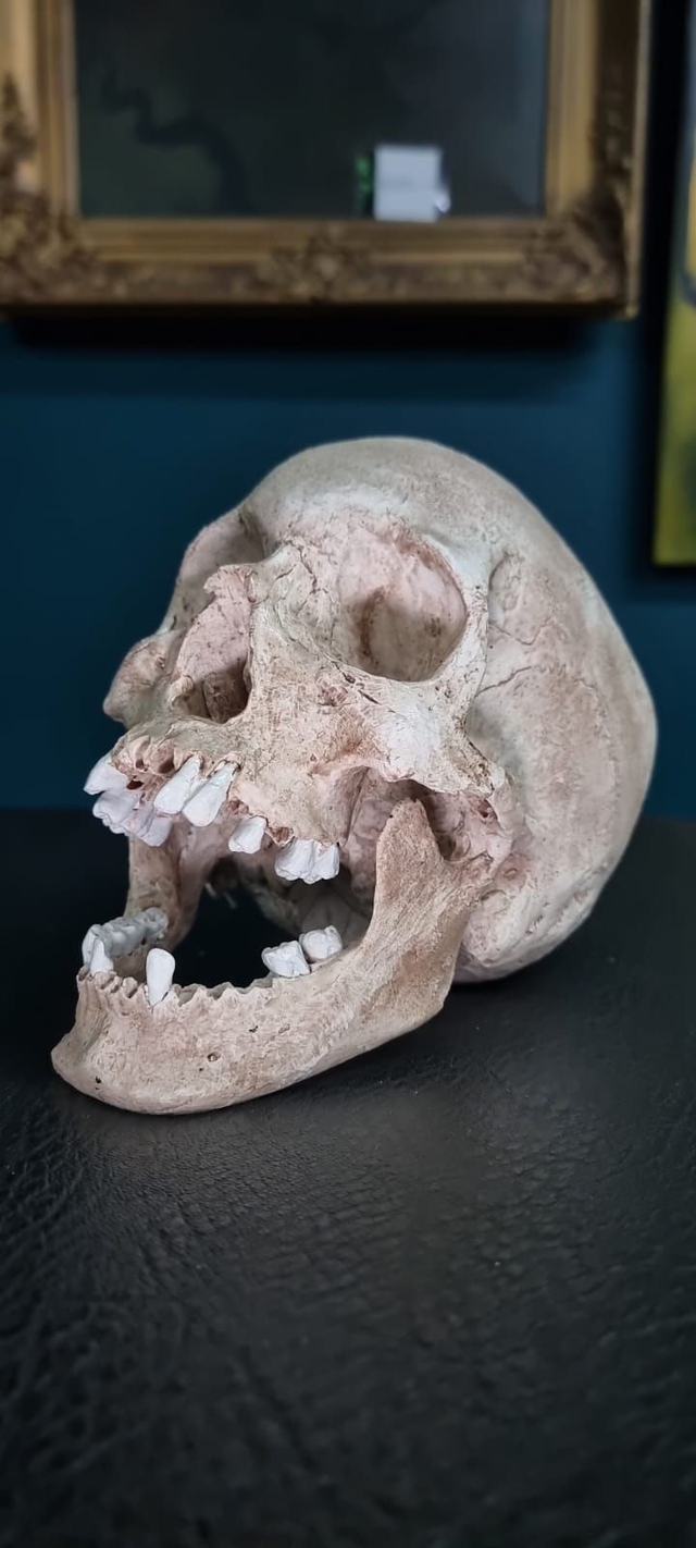 Schädelreplikat, lebensgross, Eigenpruduktion, 100% Handarbeit