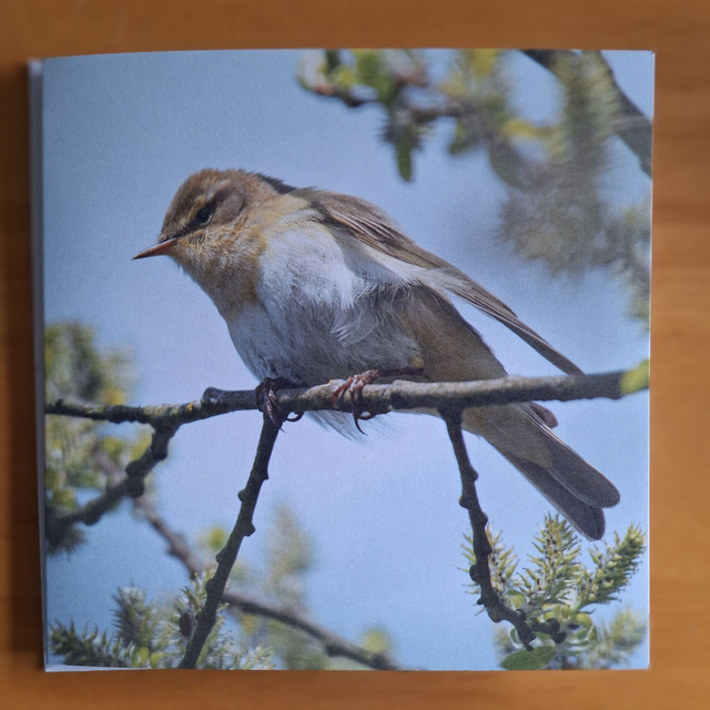 Flower and nature greeting card (with envelope) - chiffchaff.