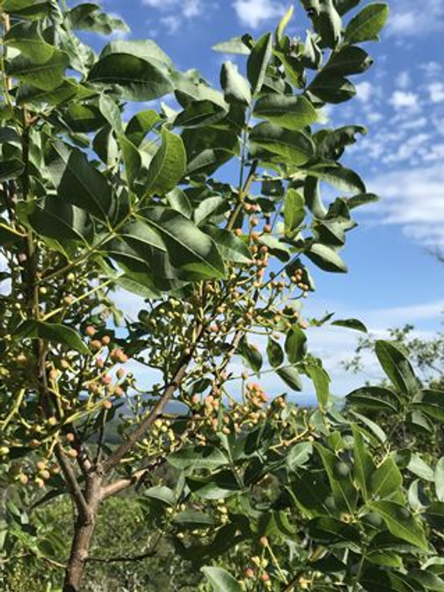 Pistachier Térébinthe (Pistacia terebinthus) - Végétal local