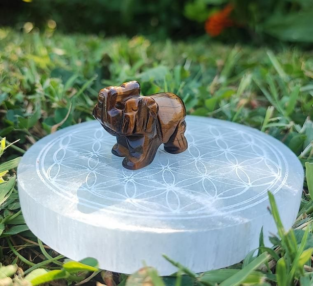 Éléphant Oeil de tigre A