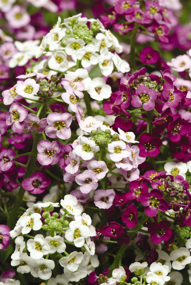 Alyssum (Mixed Clear Crystal) - Tray of 6 plants