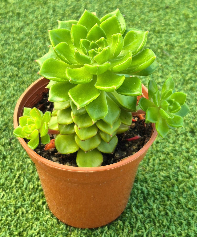 Sedeveria 'Letizia'
