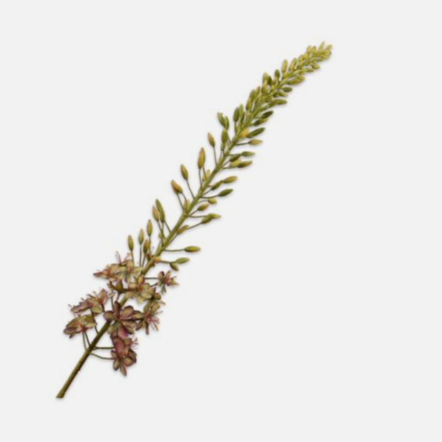 Silk-Ka Eremurus Steel Bruin Groen 107cm