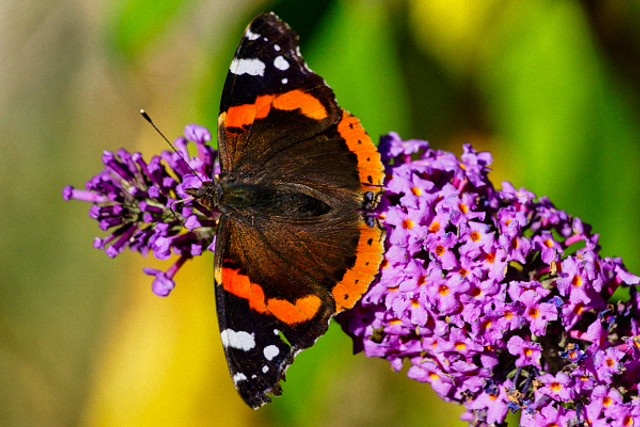 Vulcain sur fleur