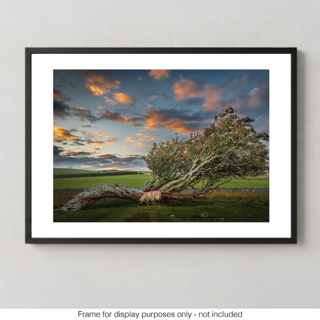 Windswept Tree