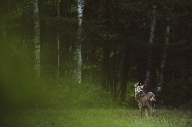Le retour du printemps