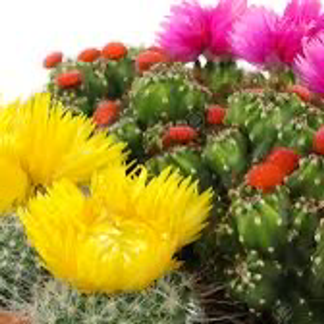 Flower Cactus