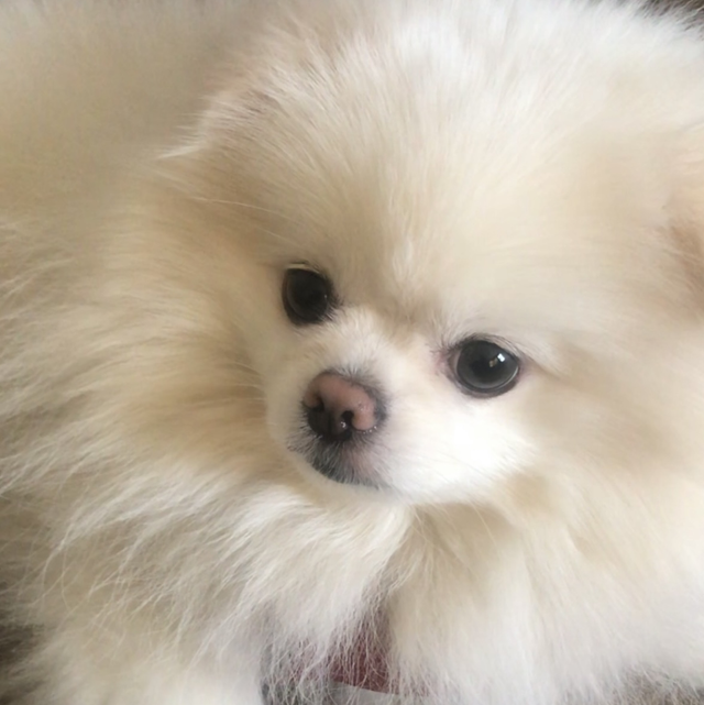 5) Corporate Cuddles &amp; Wellness 1 hour