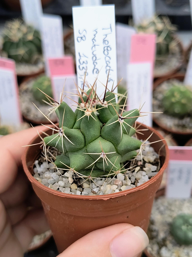 Thelocactus matudae SB 1339, Rayones