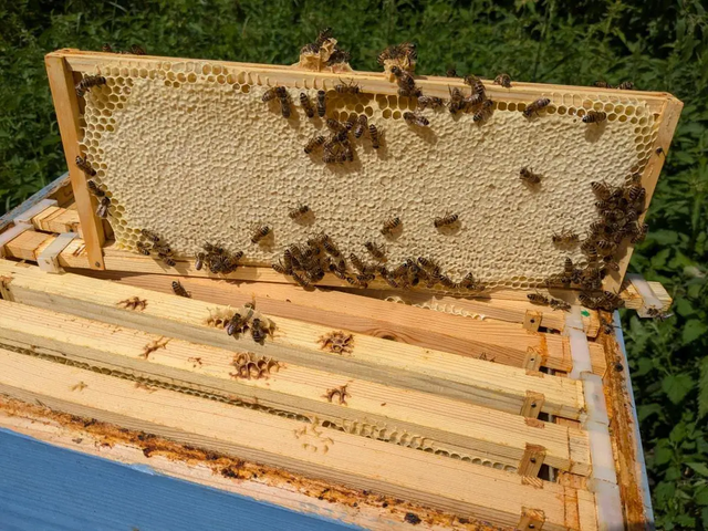 Shropshire Summer Honey (454g/1lb jar)