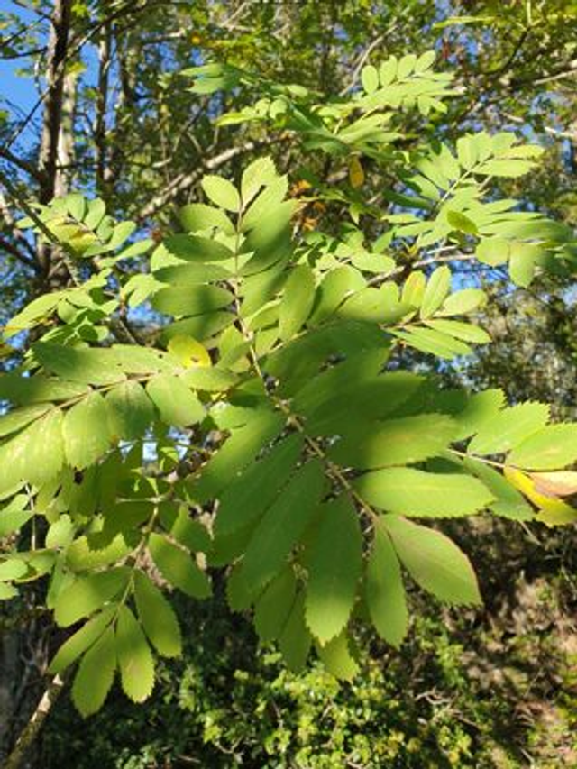Cormier ou sorbier domestique (sorbus domestica)