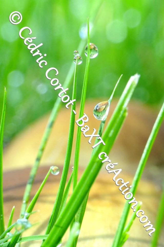 Impression sur alu dibond - Rosée et gouttes de pluie (ref 7612)