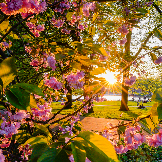 Blüte im Gegenlicht