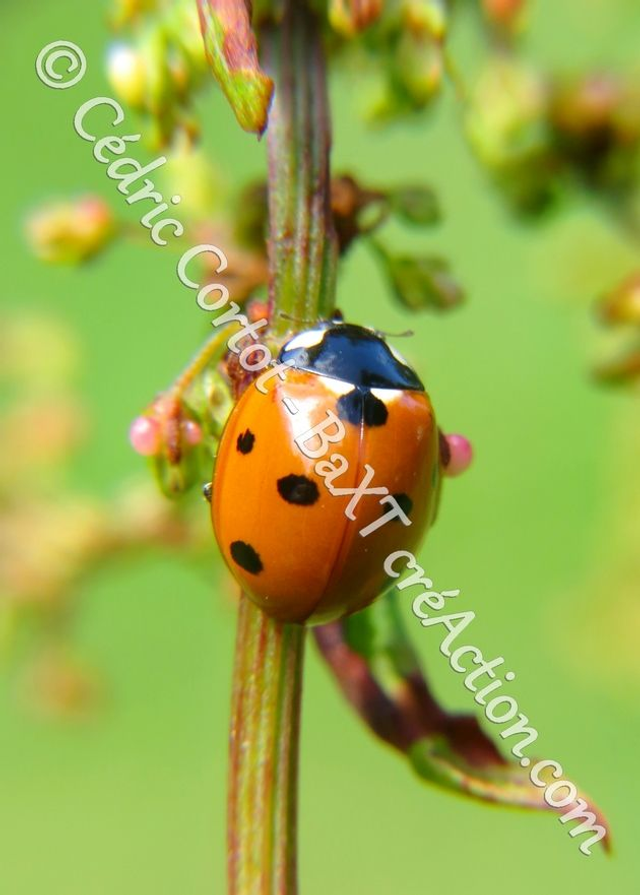 2 - Carte postale - Le petit monde du Vivant (Ref IMG_6082)