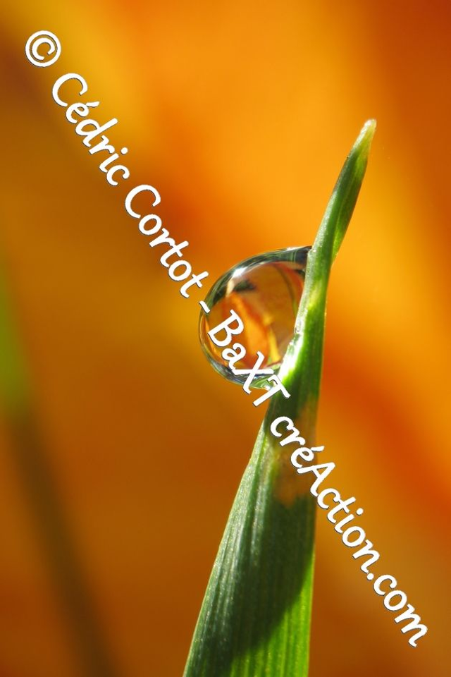Impression sur alu dibond - Rosée et gouttes de pluie (ref 7919)