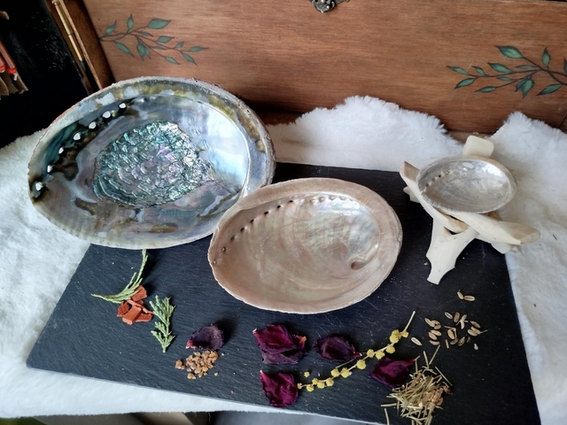 Coquille d'Ormeaux Moyenne