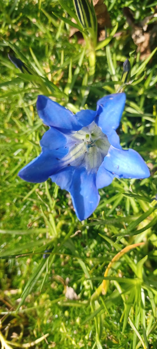 Gentiana sino-ornata