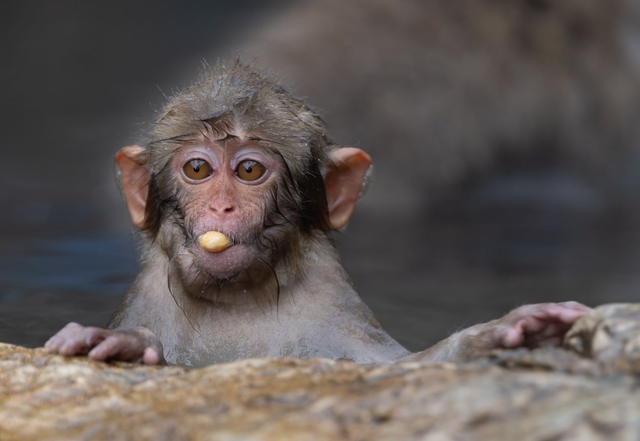 Snow Monkeys - Lunchtime