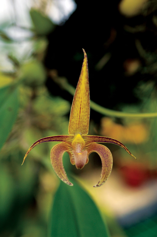 Hara to Heart Essence