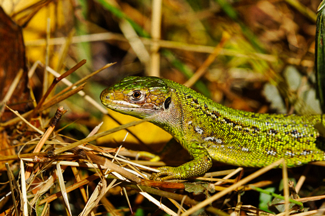 Lezard vert sur des brindilles