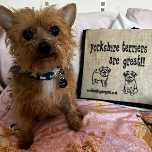 These Bags are Great